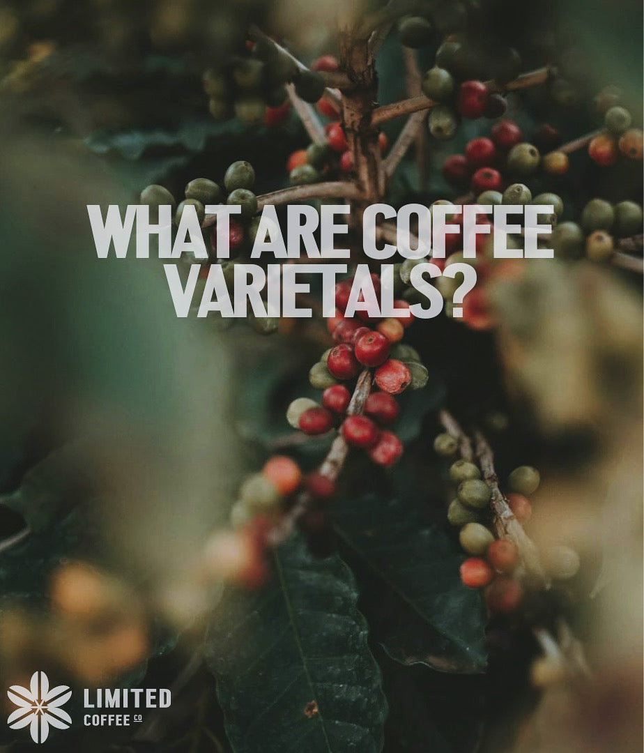 WHAT ARE COFFEE VARIETALS?